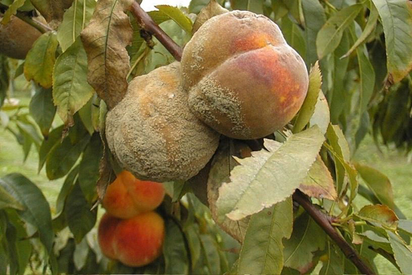 Brown Rot Peaches